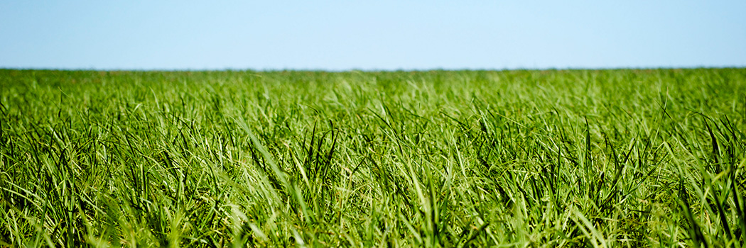 Raizen Sugarcane Field