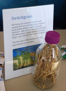 Switchgrass