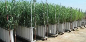 switchgrass biofuel